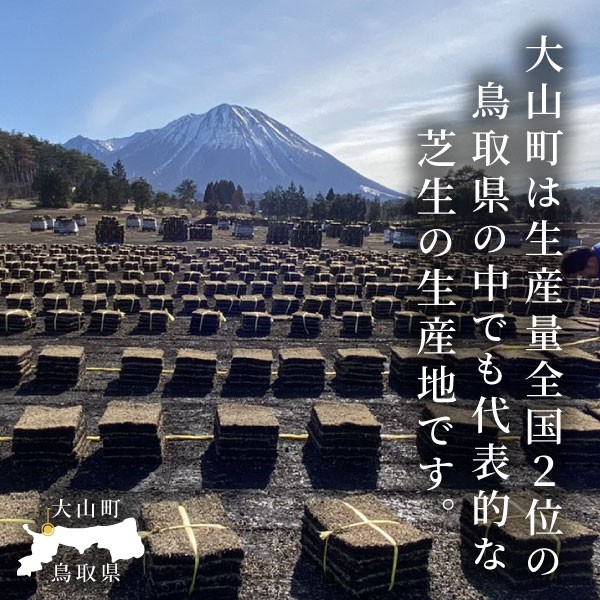 天然の日本芝「姫高麗芝」1平方メートル分
