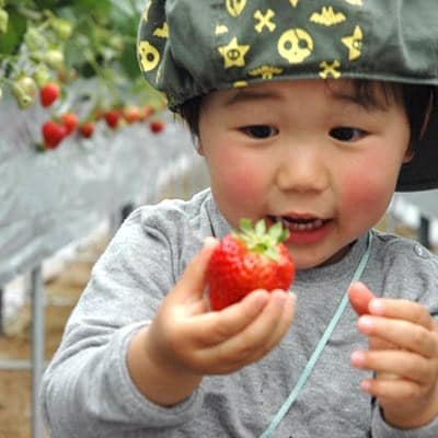 【2025年度発送分】朝採れ新鮮ピオーネ2kg＆いちご狩り無料券【配送不可地域：離島】
