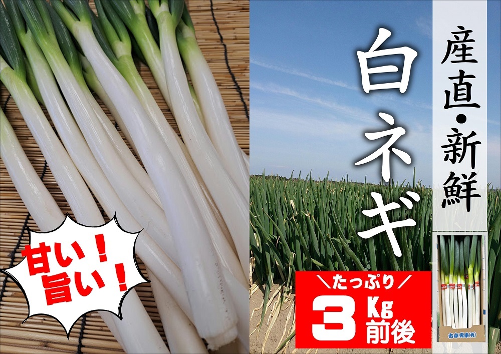 【先行予約】産地直送・新鮮！甘くて美味しい白ネギ 3kg 西日本トップクラスの産地・大分県豊後高田市産 広大な干拓で育ったミネラル豊富な白ねぎ ネギ ねぎ 長ネギ 鍋 野菜