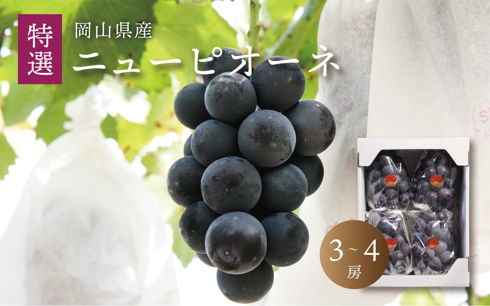 
            真庭市産 ニューピオーネ 特選 3～4房 / (2025年8月中旬以降発送予定) ぶどう 贈答用 ギフト 岡山 真庭 ピオーネ 大粒 葡萄 果物 フルーツ 濃厚 ピオーネ 人気 数量限定 黒ぶどう 大粒 種なし スイーツ 【pione01】 
          