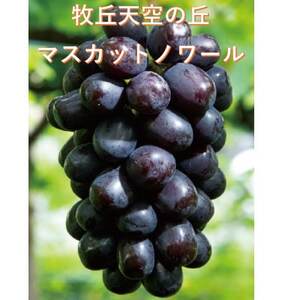 【2026年先行受付】超希少　牧丘天空の丘ブランド「シャインマスカットファミリーバラエティーセット」【配送不可地域：離島】【1708288】