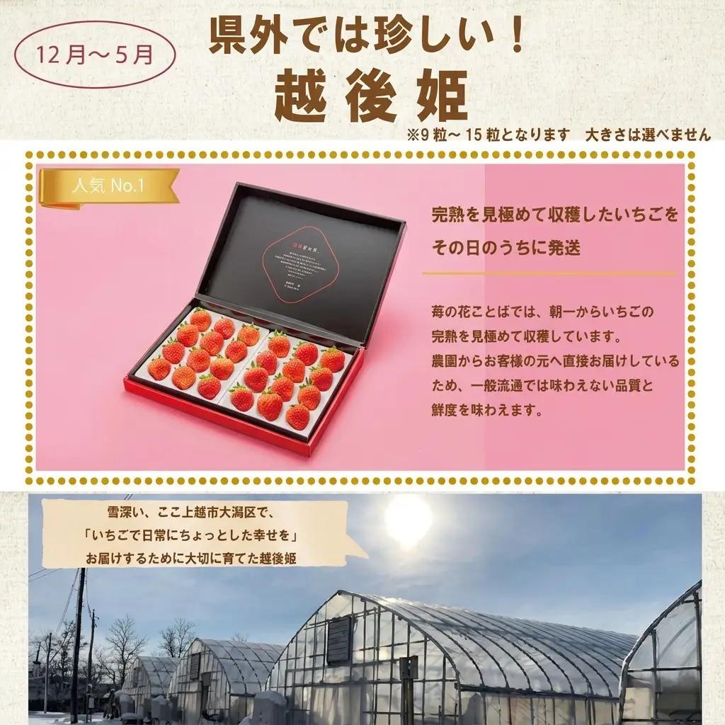 定期便 12回【1～12月発送】いちごづくし定期配送 苺 いちご 冷凍いちご いちごアイス シャーベット ジャム