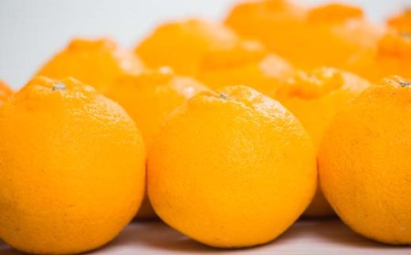 訳あり不知火 【デコポンと同品種】5kg 愛南フルーツ 不知火