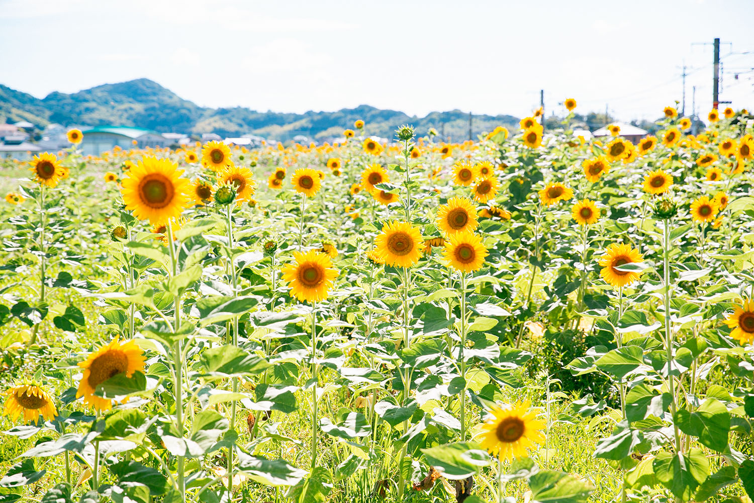 福岡県糸島市ANAトラベラーズホテル割引クーポン22,500点分 [AYY009]