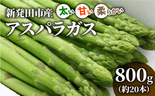 先行予約 令和8年産 アスパラガス 800g アスパラ 甘い 太い 柔らかい 特産品 野菜 春野菜 夏野菜 グリーンアスパラ JA北新潟 新潟県 新発田産 新発田市 JA001_01