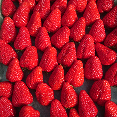 【2026年発送】静岡県産いちご「紅ほっぺ+すずの薫り」6パック 約1.6kg(約270g×6)【配送不可地域：離島・北海道・沖縄県・東北・中国・四国・九州】