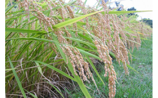 数量限定★令和7年産|棚田米コシヒカリ|新潟上越牧産ブラ