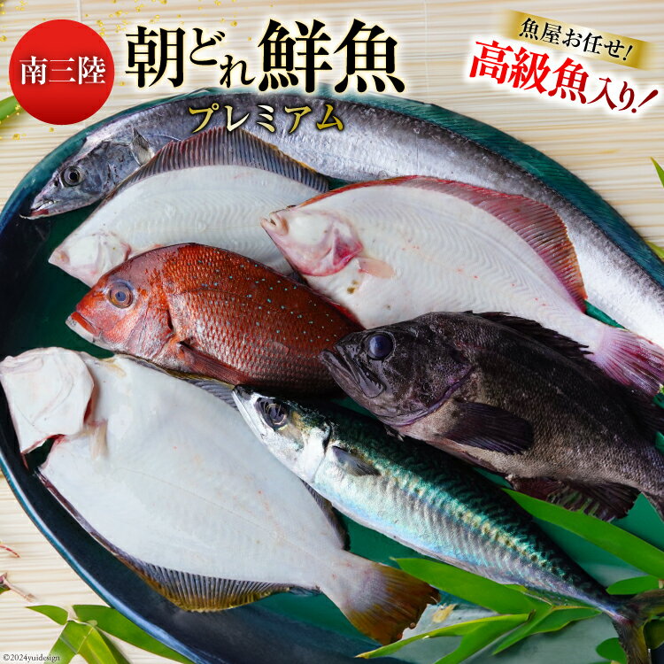 【ふるさと納税】鮮魚 詰め合わせ 朝どれ鮮魚BOX プレミアム 下処理済み [さかなのみうら 宮城県 南三陸町 30aj0008] 魚 旬 朝とれ 産地直送