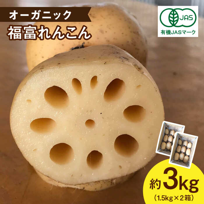 【ふるさと納税】【2026年1月以降発送】【節切り】 希少なオーガニック 福富れんこん 約3kg（1.5kg×2箱）【中島農園】 佐賀県 白石 [IBC004]