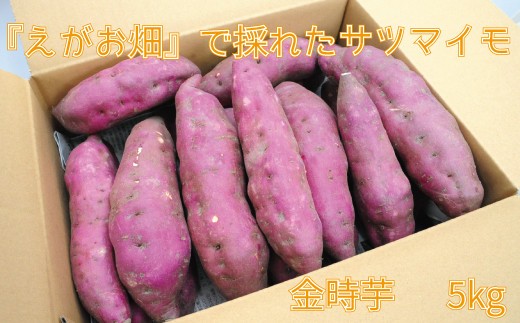 
                  サツマイモ さつまいも 金時芋 芋 いも イモ 5kg えがお畑 就労支援 支援 ホクホク 天ぷら 大学いも スイートポテト ふるさと納税 送料無料 【四国中央市 日本一 紙のまち】
                