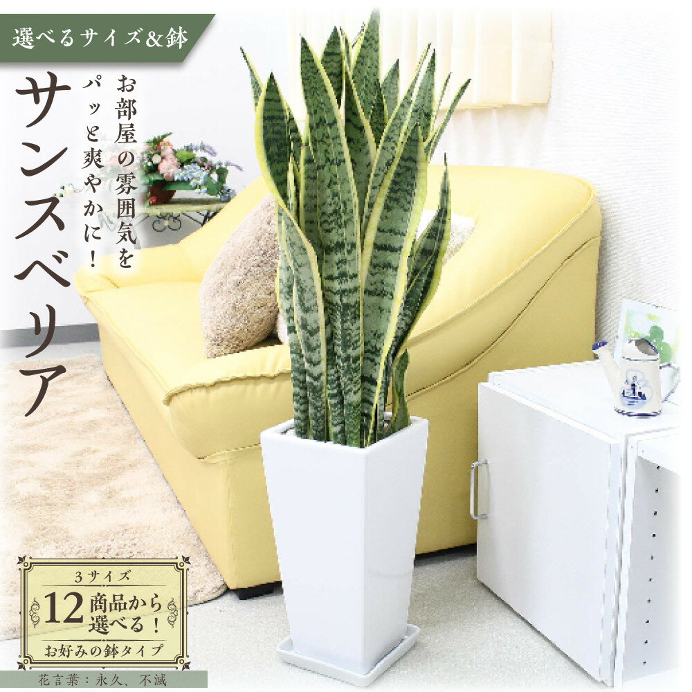 【ふるさと納税】＼2025年4月以降発送／【観葉植物】サンスベリア （サイズ・鉢の種類選択可） | 楽天ふるさと納税 グリーン 緑 インテリア 室内 リラックス マイナスイオン 自然 おしゃれ 癒し プレゼント ギフト 陶器鉢 鉢カバー 鉢付 送料無料