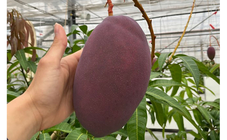 Alon Alon マンゴー（玉文）栽培期間中農薬不使用 1kg～1.5kg【6月中旬～7月下旬頃発送】