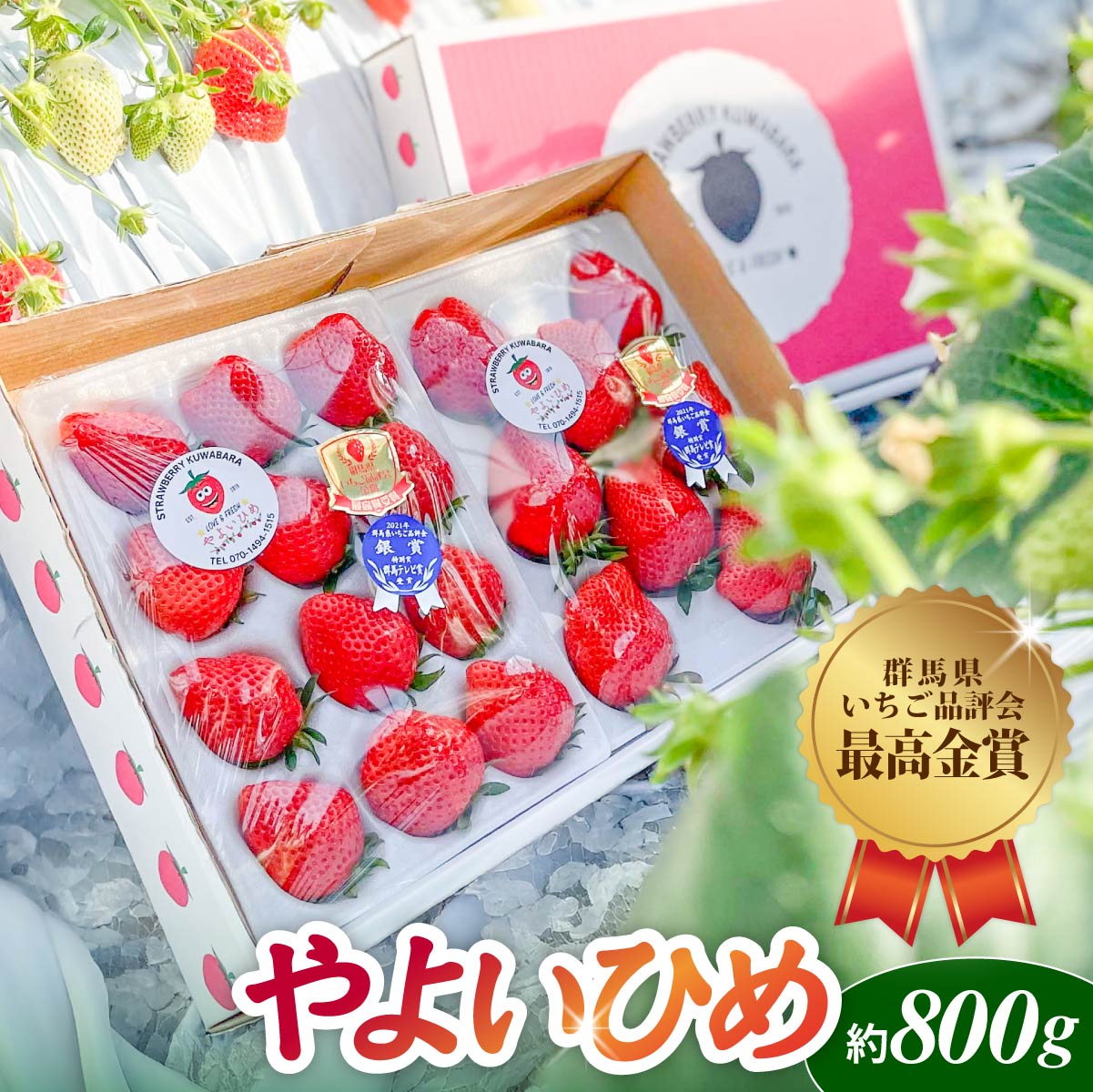 【ふるさと納税】＜2026年 先行予約＞いちご品評会 最高金賞受賞 やよいひめ いちご 約800g｜朝採れ やみつき やよいひめ 高品質 たっぷり 贈答用 新鮮 完熟 いちご 旬 苺 高級 産地直送 果汁 甘い あまい 人気 高評価 高糖度 ごほうび プレゼント 群馬県 前橋市