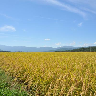 ふるさと納税 茅野市 【新米先行受付】長野県産特別栽培米 ミルキークイーン10kg |  | 02