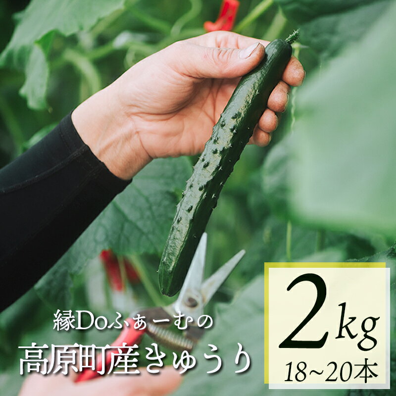 【ふるさと納税】きゅうり キュウリ 胡瓜 野菜 国産 九州産 新鮮 送料無料 故郷納税 宮崎県高原町産きゅうり2kg（18～20本）6000円　6千円
