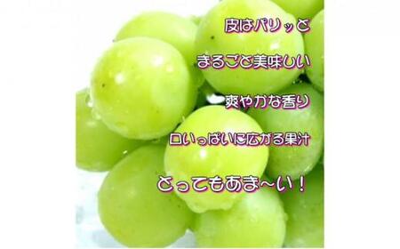 ぶどう 2024年 先行予約 ご家庭用 シャイン マスカット 約2kg 糖度抜群！ 【9月上旬～順次発送分】 ブドウ 葡萄 岡山県産 国産 フルーツ 果物 [No.5220-0313]