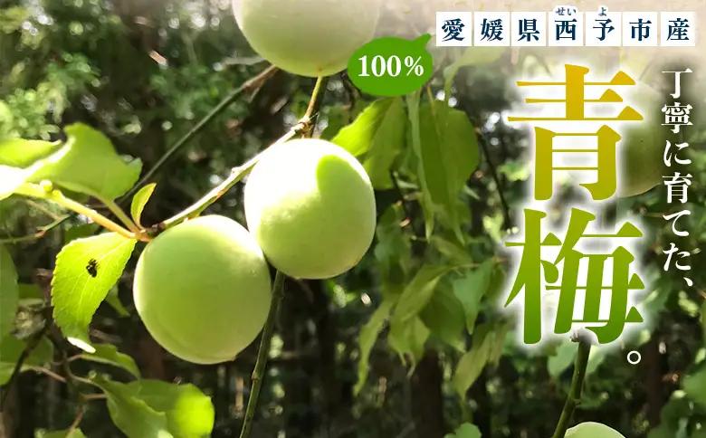 ＜愛媛県西予市産 青梅 約5kg＞ うめ ウメ あおうめ アオウメ 梅干し 梅ジュース 梅ジャム 梅シロップ 梅酒 手作り 家庭用 ご自宅用 えひめ活き生きファーマーズ 愛媛県 西予市【常温】『202
