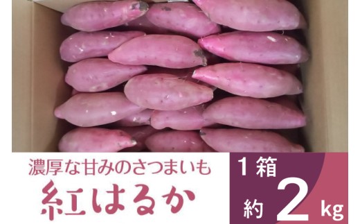 【先行予約】【11月より順次発送】2026年度産 濃厚な甘みのさつまいも 紅はるか 約2kg｜さつまいも 芋 お芋 紅はるか 渋谷農園 茨城県 行方市(BZ-56)
