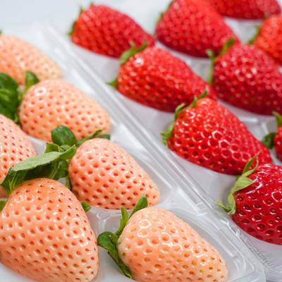 ふるさと納税 淡路市 淡路島アイランドベリー　紅白いちご【2026年3月発送予約受付・お届け日指定不可】　as14830 |  | 01