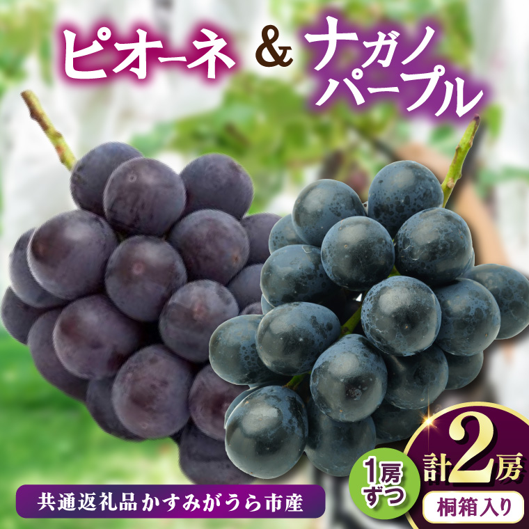 桐箱入り ナガノパープル 1房 ・ ピオーネ 1房 ＜2026年8月より順次発送＞ (県内共通返礼品:かすみがうら市産)  ぶどう ブドウ 葡萄 フルーツ 茨城 新鮮 (BR165)