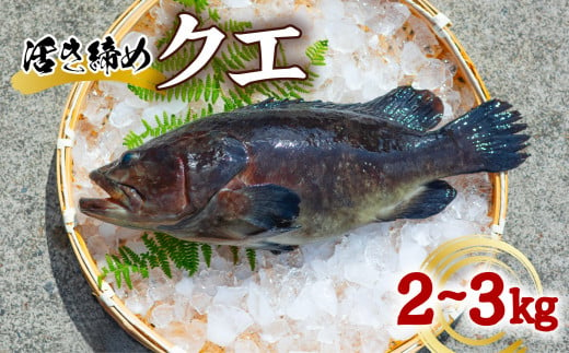 クエ 活き締め 2～3kg 本クエ アラ 鮮魚 クエ鍋 高級 高級魚 産地直送 冷蔵 養殖 国産 九絵