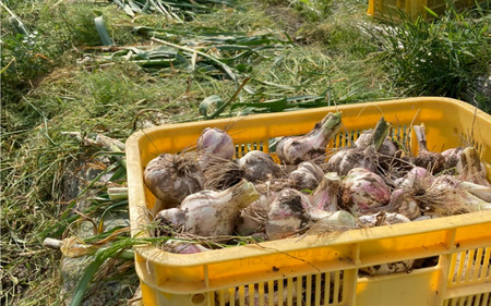 秀品 由良の生にんにく 500g  ※2026年4月下旬より順次発送【ksnw003】 