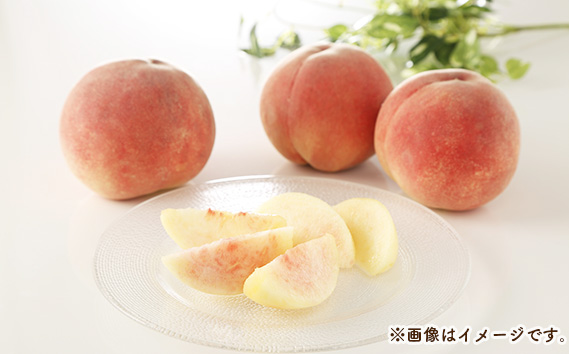 もも【だてか白桃・2026年産先行受付】特秀5kg(12~16玉)桑折町振興公社 桃