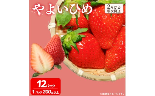 《2月から順次発送》 先行予約 訳あり いちご やよいひめ 12パック 苺 ストロベリー 果物 フルーツ ケーキ ゼリー ジュース アイス シャーベット チョコ フルーツサンド いちご大福 大福 洋菓子 和菓子 スイーツ デザート ジャム 不揃い 規格外 家庭用 甘い 人気 おすすめ お取り寄せ グルメ 徳島県 阿波市 Berry Mate Farm
