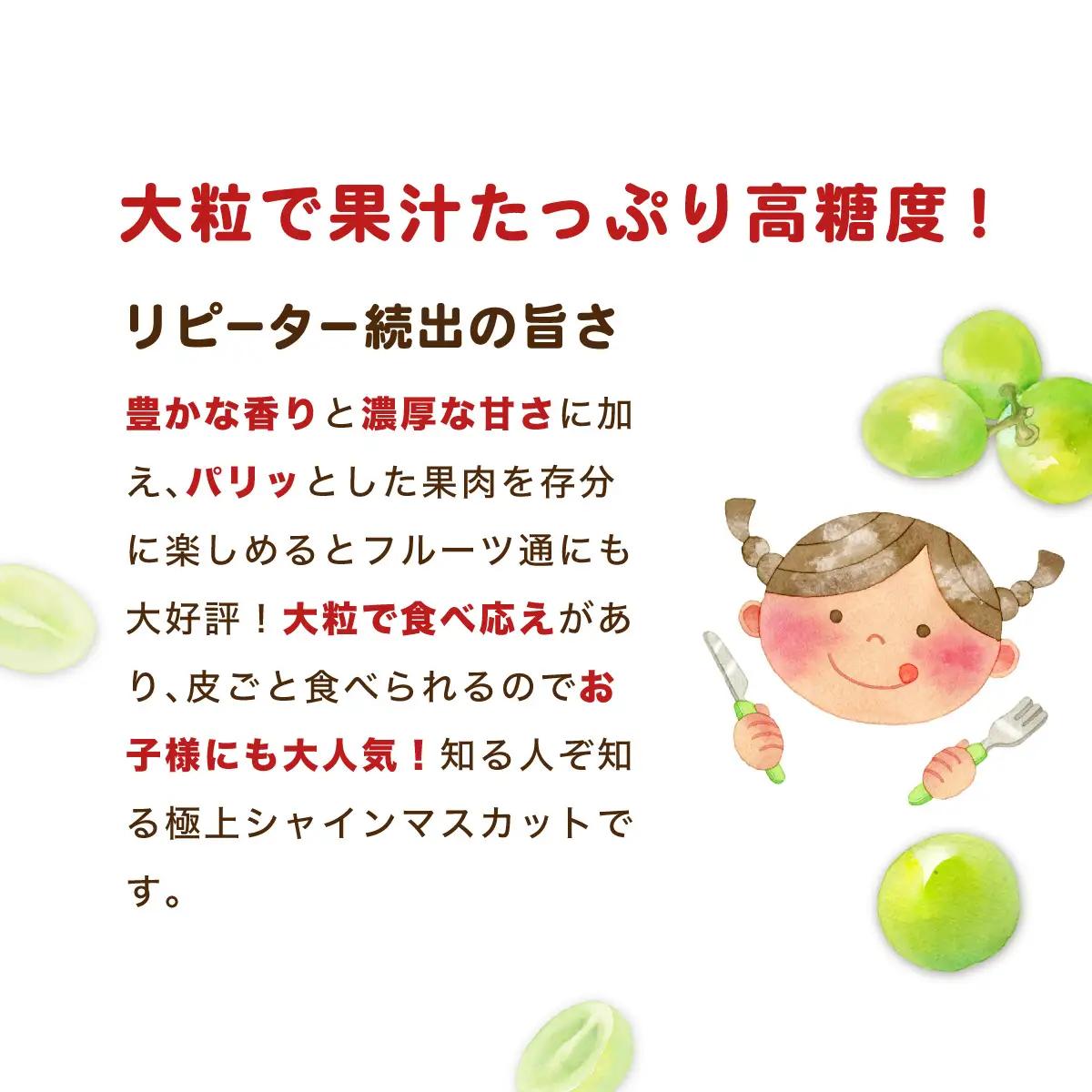 シャインマスカット ふくぷる 500g [003-a003] 