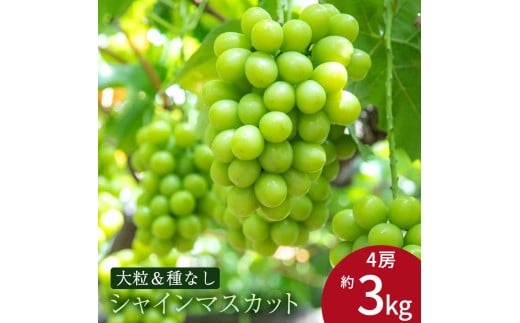 MH140-0218_【ふるさと納税】特大シャインマスカット　約3kg