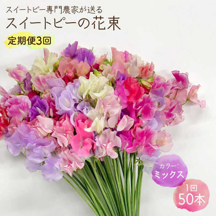 【ふるさと納税】【先行予約 2027年1月～発送】【生産農家直送】【3回定期便】 スイートピー 花束 50本（ミックス）【木下農園】 お花 生花 ギフト 贈り物 プレゼント 佐賀県 白石 [IBW006]