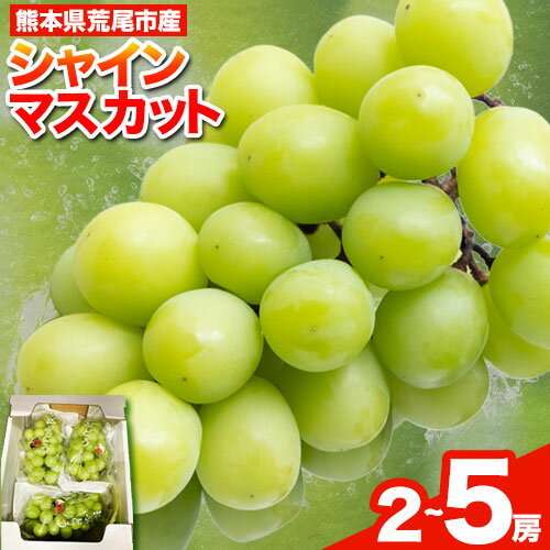 【ふるさと納税】シャインマスカット 選べる 2kg(3~5房) or 約1kg(2房）フレッシュフーズ 《8月上旬-9月上旬頃出荷》熊本県産(荒尾市産) 柑橘 フルーツ フレッシュフーズ シャインマスカット 果物