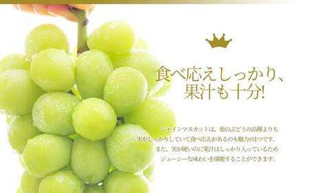 シャインマスカット 1房 900g 山形県産 秀品 ギフト箱入り 【令和8年9月中旬発送】 FSY-2234