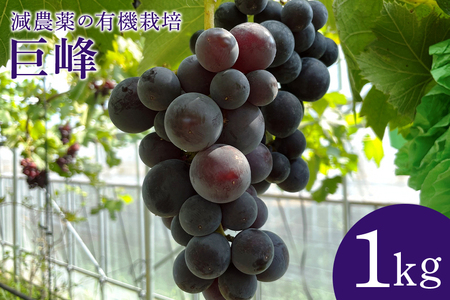 【数量限定・先行予約】 巨峰 1kg ぶどう ブドウ 葡萄 果物 フルーツ 国産 【8月20日～9月末発送予定】 70-E