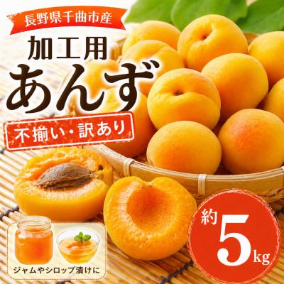 ふるさと納税 千曲市 【2026年先行予約】長野県千曲市産 加工用(訳あり)生あんず 約5kg