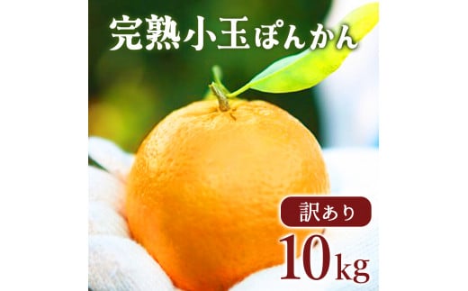 【先行予約】訳アリ完熟小玉ぽんかん＜10kg＞ 国産 東洋町産 訳あり 甘い コク ジューシー 蜜柑 ミカン 果肉 高知県 東洋町 四国 お取り寄せ フルーツ 果物 家庭用 自宅用 送料無料 産地直送