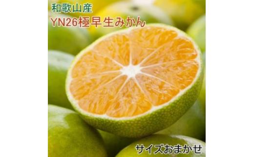 
【産直】YN26極早生みかん約5kg（2S～Mサイズおまかせ）｜さわやか 新鮮 産地直送 柑橘 果物 フルーツ※2024年9月中旬～10月中旬頃に順次発送予定
