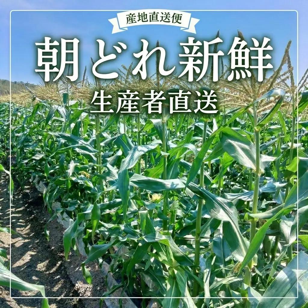 【2027年先行予約】とうもろこし 2種食べ比べ 合計10本 (イエロー バイカラー) とうもろこし フルーツコーン