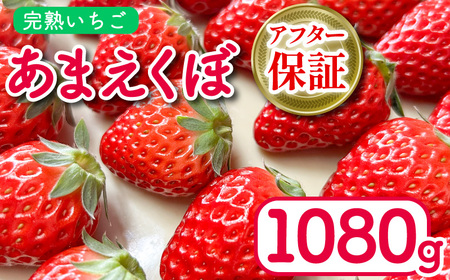 あまえくぼ 1080g 苺 いちご いちご いちご いちご いちご いちご いちご