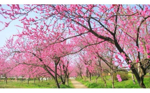 古河公方公園摘み さしま茶 オリジナルポストカード2枚付き ※着日指定可 | 古河総合公園 茶 緑茶 日本茶 グリーンティー 写真 オリジナル 茶摘み 茶畑 茶まつり 祭り 花桃 メリナ・メルクーリ 