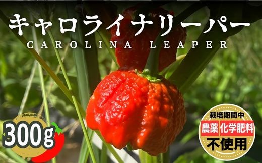 
            キャロライナリーパー 300g｜ とうがらし 唐辛子 生とうがらし 激辛 辛口 辛い 栽培期間農薬不使用 化学肥料不使用 除草剤不使用 有機肥料使用 竹原産 グッドソイルグループ
          