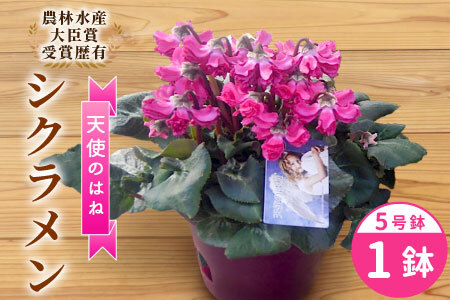 〈予約品〉希少！シクラメン ５号鉢 天使のはね 高品質 高評価 農林水産大臣賞受賞歴あり 花 ピンク 白 赤 プレゼント 贈り物 鉢花 鉢 ガーデン ガーデニング 愛知県産 クリスマス -223