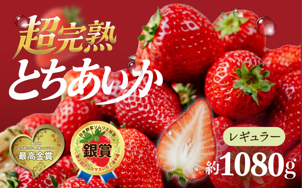 
                  いちご【選べる発送月】いちご  選手権金賞農園の 厳選&完熟&朝摘み とちあいか レギュラーサイズ 約270g × 4パック 合計1080g | いちご イチゴ 苺 とちあいか とちおとめ 第2回いちご選手権金賞 ブランドいちご ストロベリー 完熟 甘い あまい 果物 フルーツ くだもの 旬 産地直送 栃木県産 鈴木ファーム 栃木県 茂木町
                