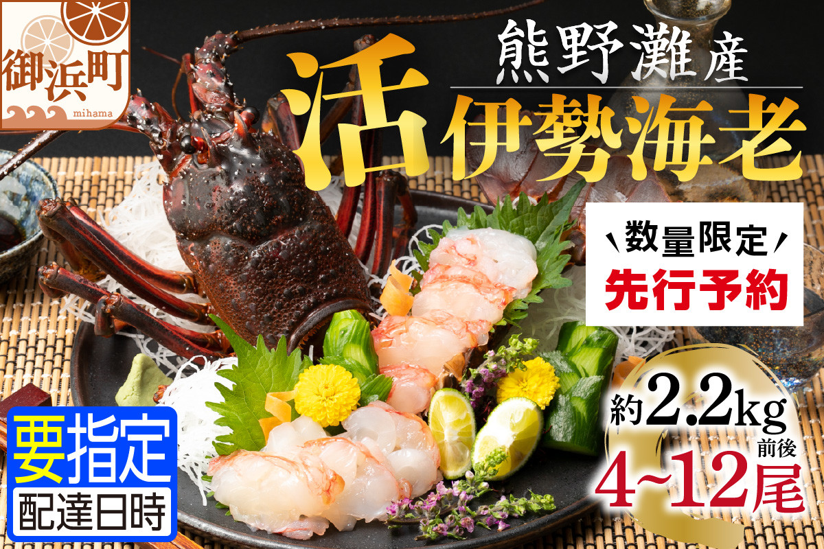 
            文恵丸水産の熊野灘産活伊勢海老　大漁コース 4～12尾 約2.2kg前後【魚介 伊勢海老 伊勢えび 海老 えび 活き 三重県 御浜町】
          
