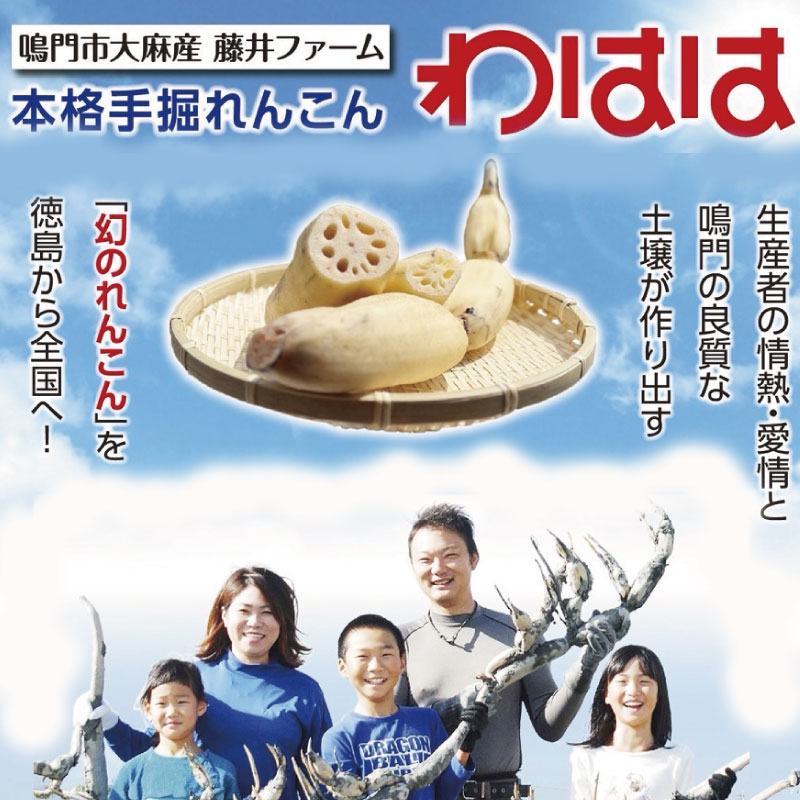 鳴門れんこん 1kg 洗いれんこん 蓮根 れんこん レンコン 手掘り 野菜 やさい 根菜 新鮮 産地直送 農家直送 国産 四国 鳴門市 徳島県