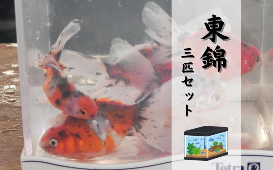 
            【受取日指定必須】金魚 東錦 3匹セット 新潟県 五泉市 有限会社エンドウ酒店
          