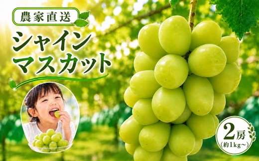 シャインマスカット 約1kg【農家直送】＜2026年9月上旬～発送＞| 果物 くだもの フルーツ ぶどう 葡萄 信州 南信州 長野県 飯田市