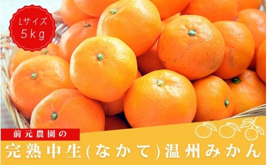 Lサイズ 前元農園の完熟中生(なかて)温州みかん 5kg【1月初旬～下旬に順次発送】 / フルーツ 中生 なかて 温州 みかん 蜜柑 三重県 高品質 みえ アルギット【mmg028B】