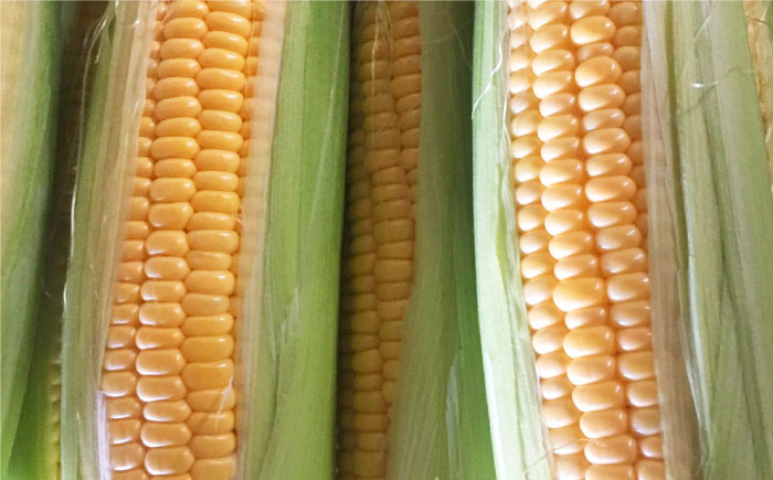 【先行予約】糖度18度以上！？スイートコーン約3kg 【井崎農園】とうもろこし [IBP003]