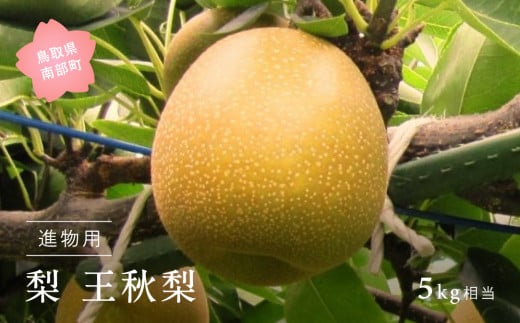 ◆【YA08】王秋梨（進物用5kg箱） 2025年10月下旬出荷予定＜数量限定＞